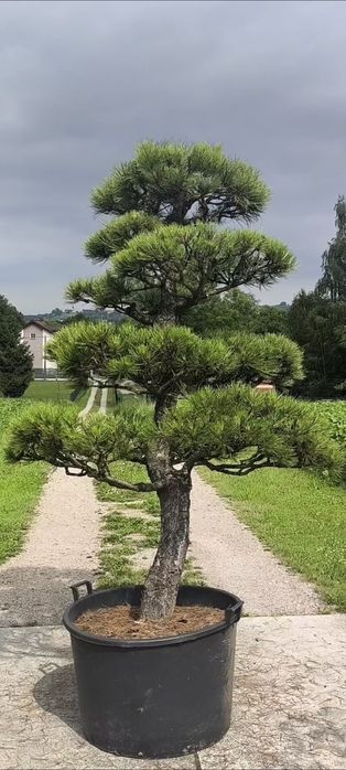 Sosna formowana, bonsai ogrodowe, niwaki