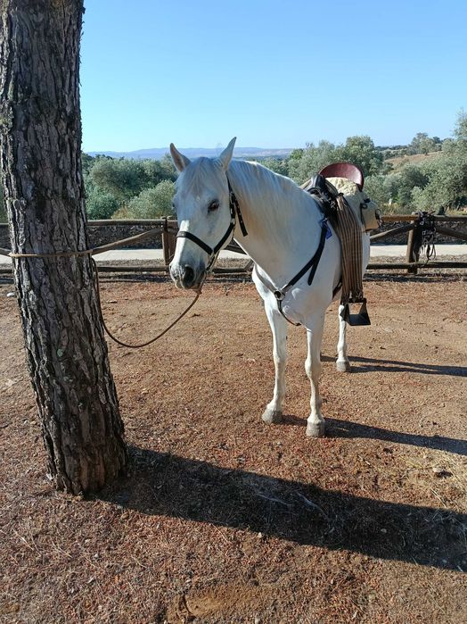 Cavalo capado Pura raça espanhola