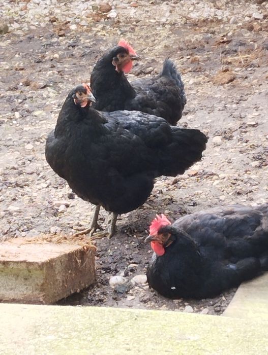 Jersey Gigante Negro Ovos Férteis