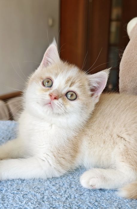 Cudowny brytyjski  kocurek