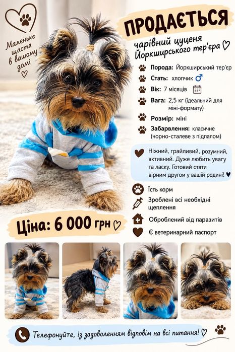 продам песика  Йоркширський тер'єр
