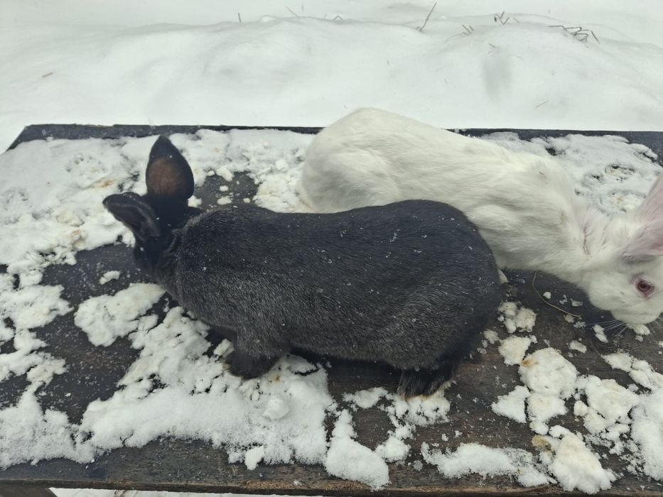 Продам кролі самки самці