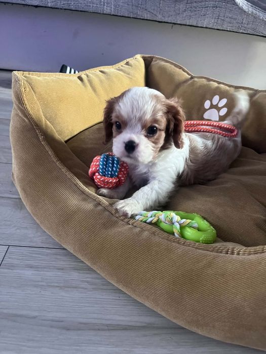 Śliczny piesek Cavalier Spaniel
