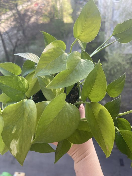 Епіпремнум золотистий