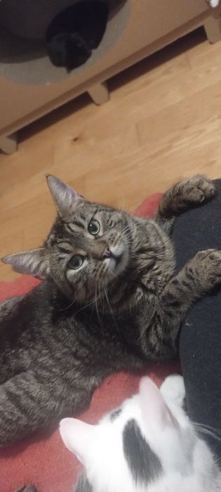 4- latek potrzebuje domu