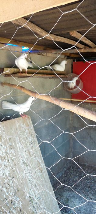Ponbas brancas e rolas