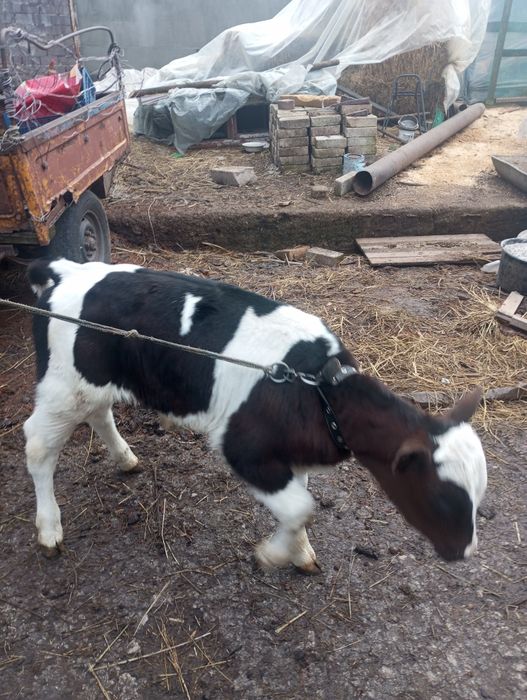 Продам бычка молодого