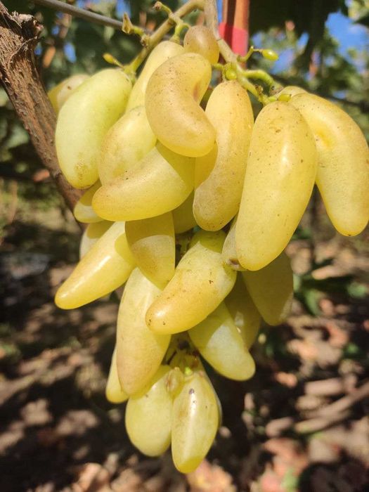 Саджанці винограду опт, роздріб.