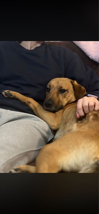 Młody psiak do adopcji!
