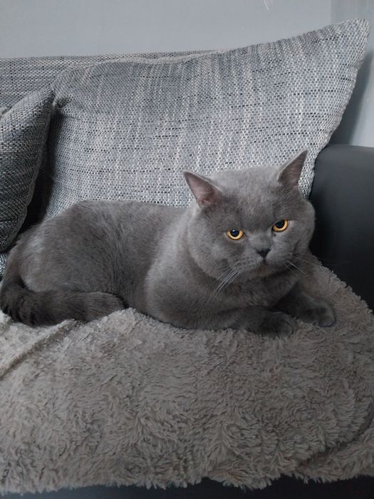 Kocur brytyjski -reproduktor