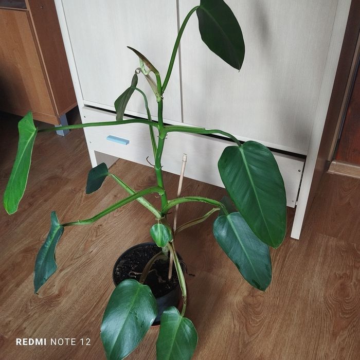Philodendron sharoniae