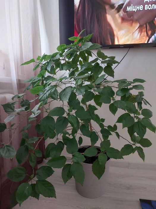 Гибискус (Китайская роза)