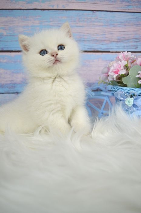 Британские котята золотая шиншилла