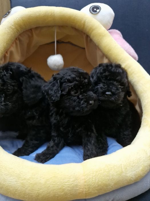 Pudel miniaturowy/toy szczeniak pełen uroku.