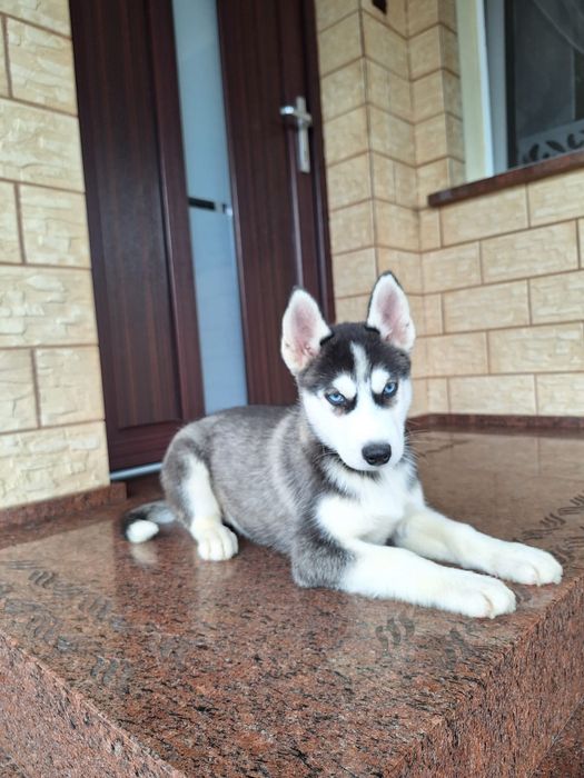 Husky Syberyjski