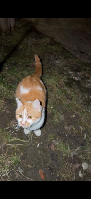 Коти мріють про домівку