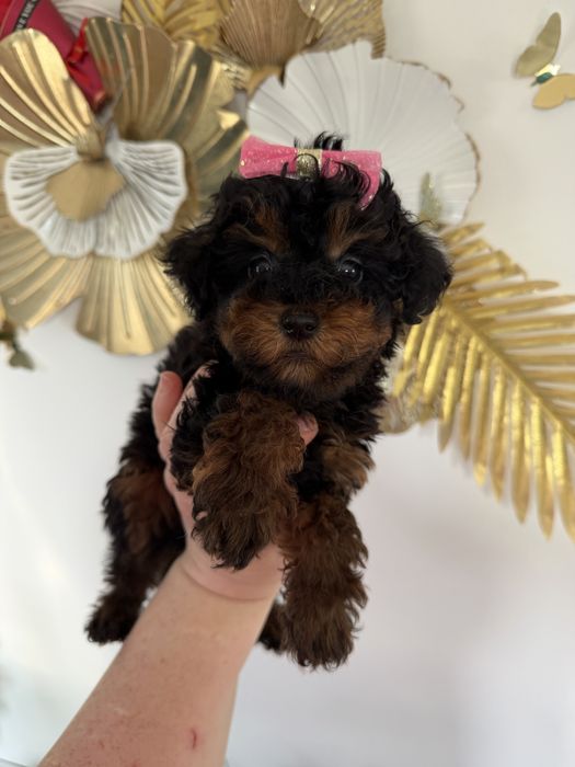 Maltipoo suczka mini