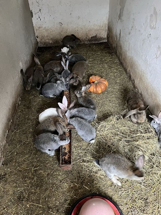 Продам кролики  різного віку від  двох місяців і більше кролики провакциновані