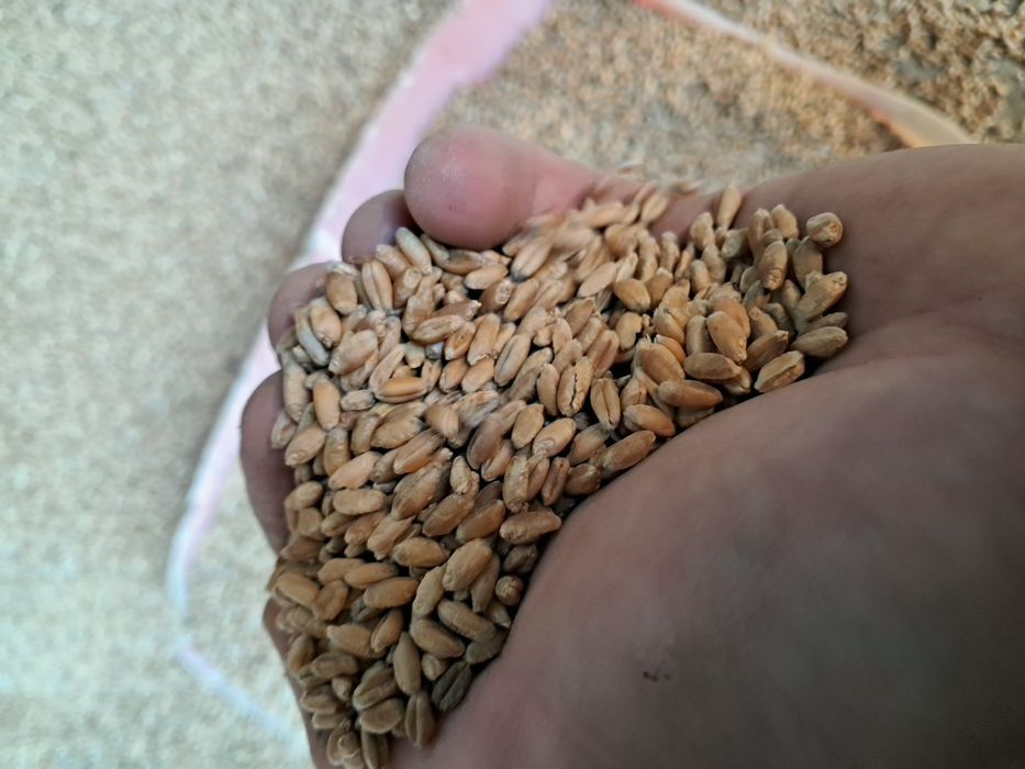 Sprzedam pszenice od rolnika