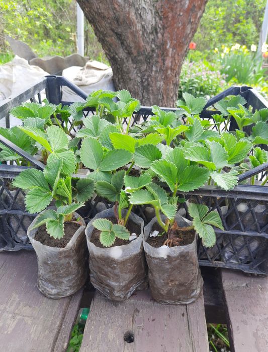 Рассада саженцы клубники Хоней стакан