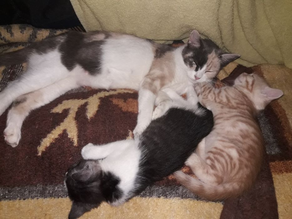 Віддам котят в добрі руки.