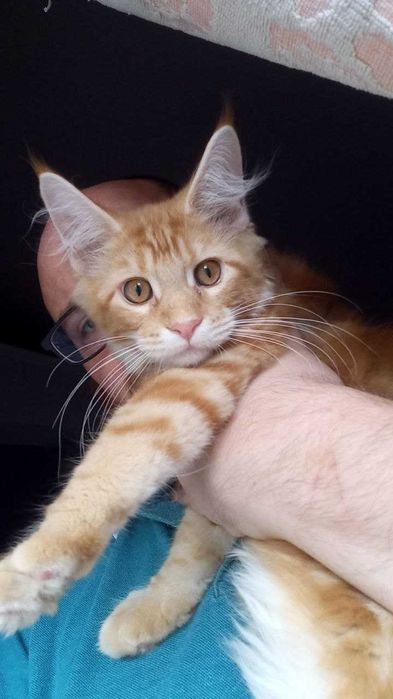 Дівчинка мейнкун неймовірна красуня