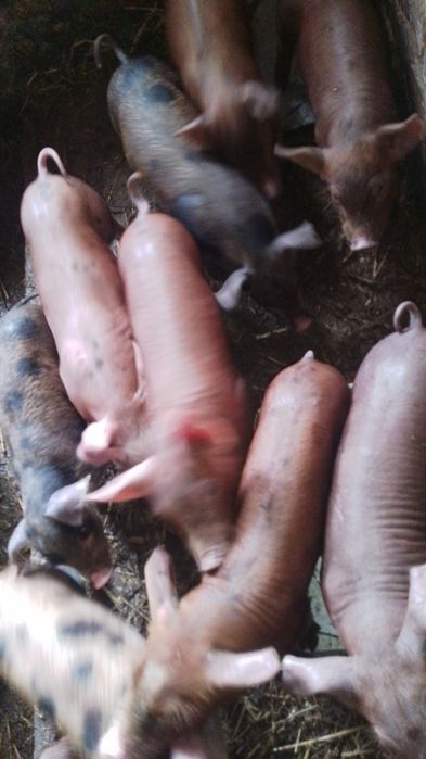 Можлива доставка поросят