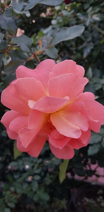 Троянда Вестерленд ( паркова).