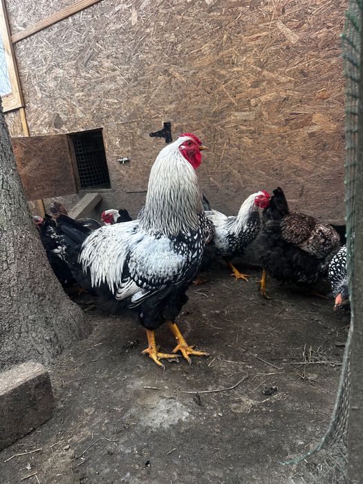 Віандоти кури , срібні  мʼясо яєчні