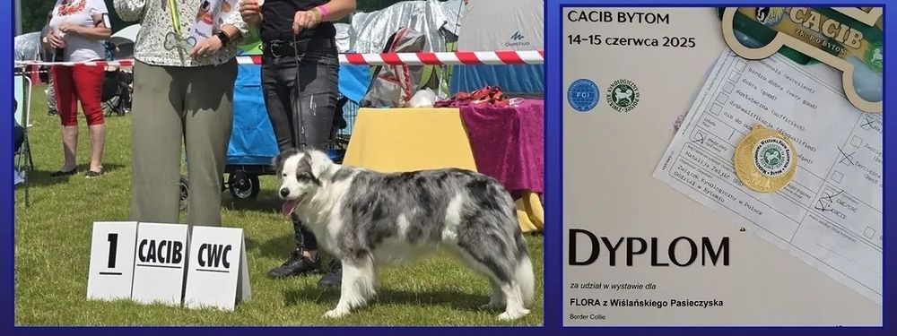 Border Collie ZKwP - Rodowód FCI