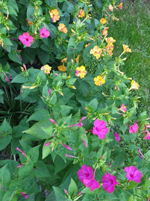 Nasiona Dziwaczka mix kolorów 30 szt