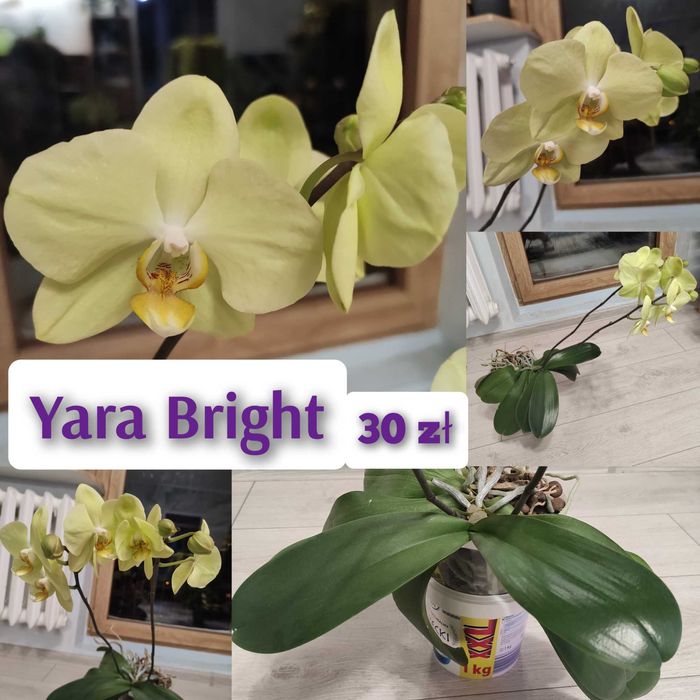 Storczyk żywy. W tej chwili kwitnie.