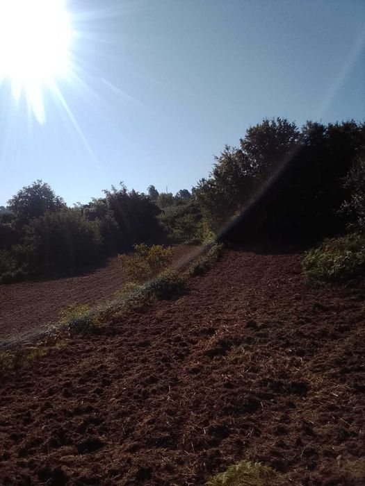 Terreno agricula