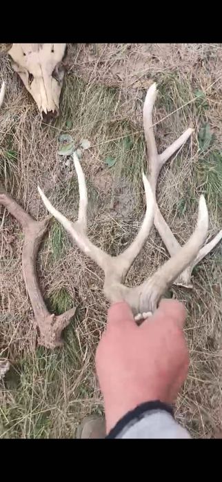 Рога оленя и черепа оленя