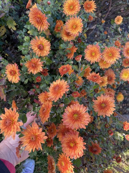 Цветы моего сада