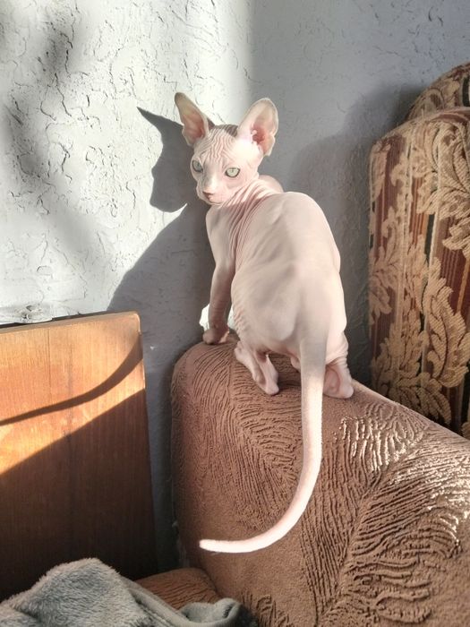 Канадский красавчик