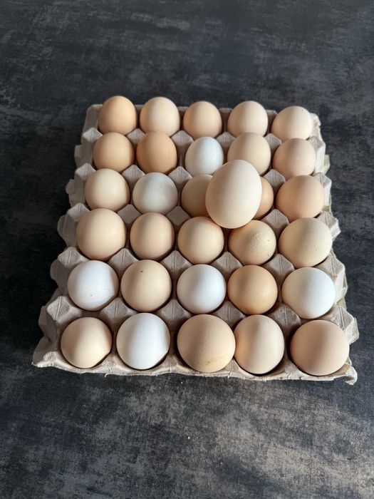 Jajka swojskie sprzedam