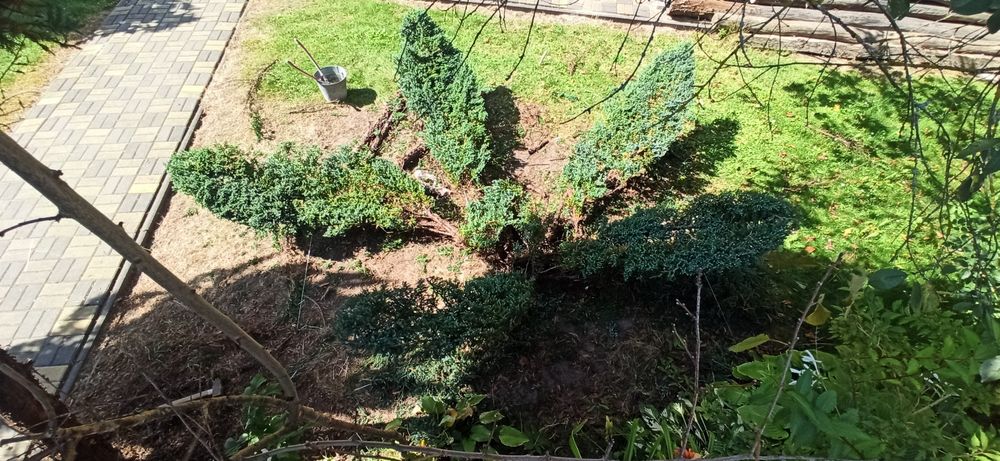 Стрижка туй Львів / Топіарна стрижка рослин / Догляд за територією /