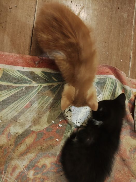 Віддам котиків з передової