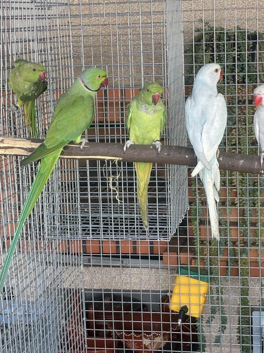 Ring Necks reprodutores e aves de 2025