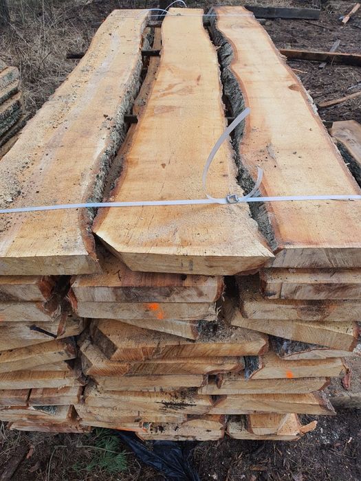 Tarcica brzozowa, brzoza