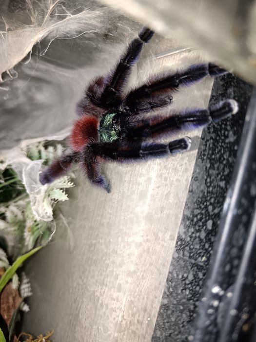 Caribena Versicolor