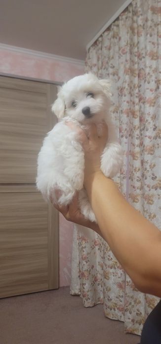 Помапу - гарна дівчинка