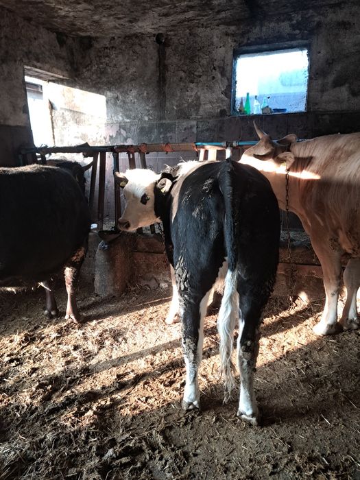 Witam sprzedam 2 jalowki