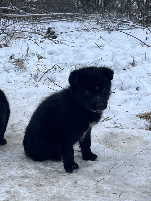 Цуценята-герої в добрі руки