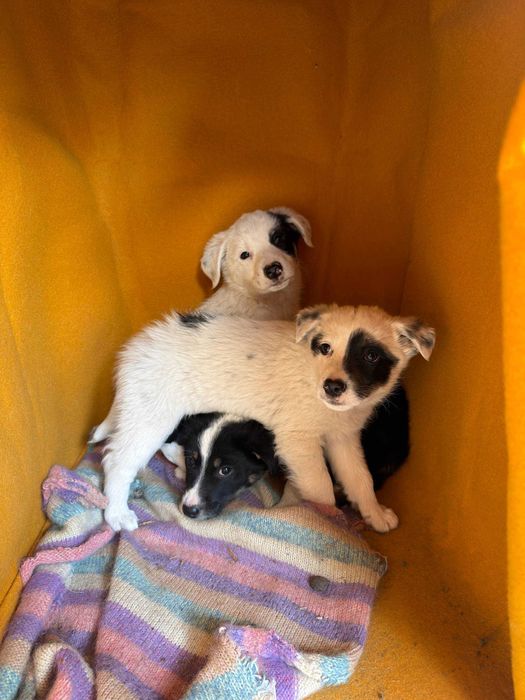 Віддаємо в добрі відповідальні руки цуценят метисів