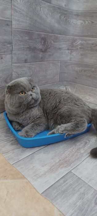 Шотландский вислоухий