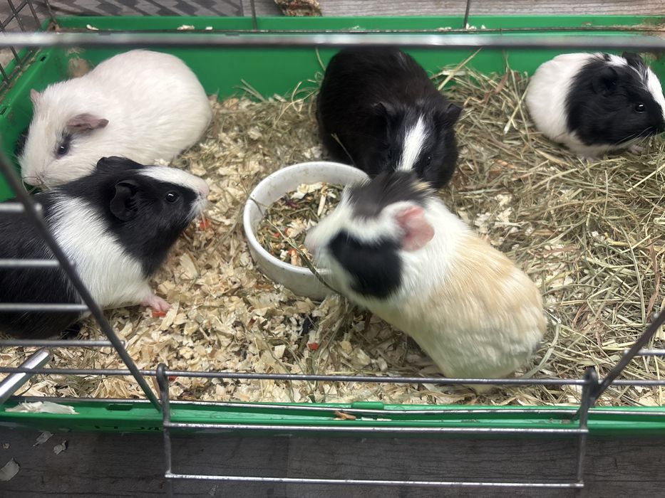 Świnki morskie samce 6 tygodni, kawie domowe