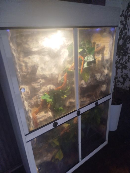 Sprzedam węża zbożowego