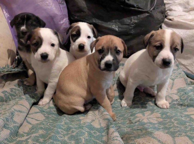 Отдам даром в добрые руки щенков